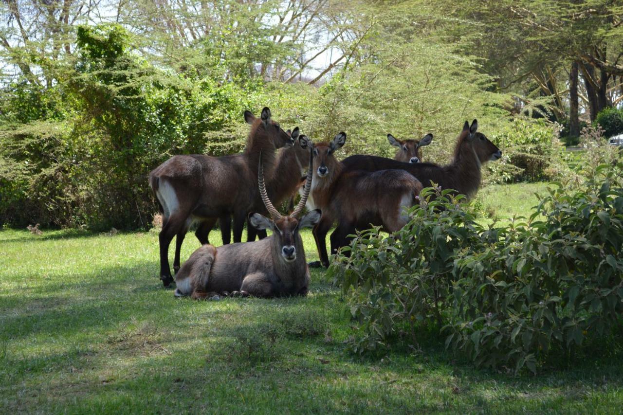 Lake Naivasha Crescent Camp Екстер'єр фото