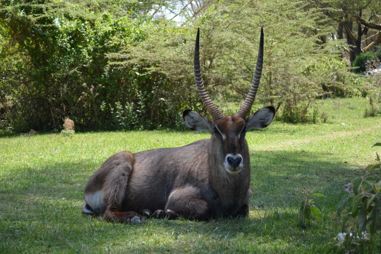 Lake Naivasha Crescent Camp Екстер'єр фото